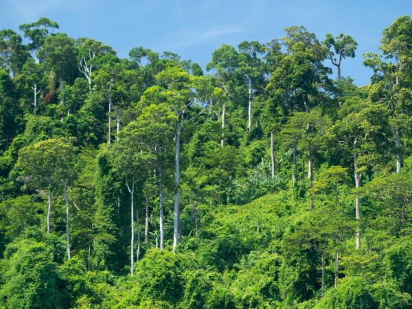 Koh Rok tours - Image 5